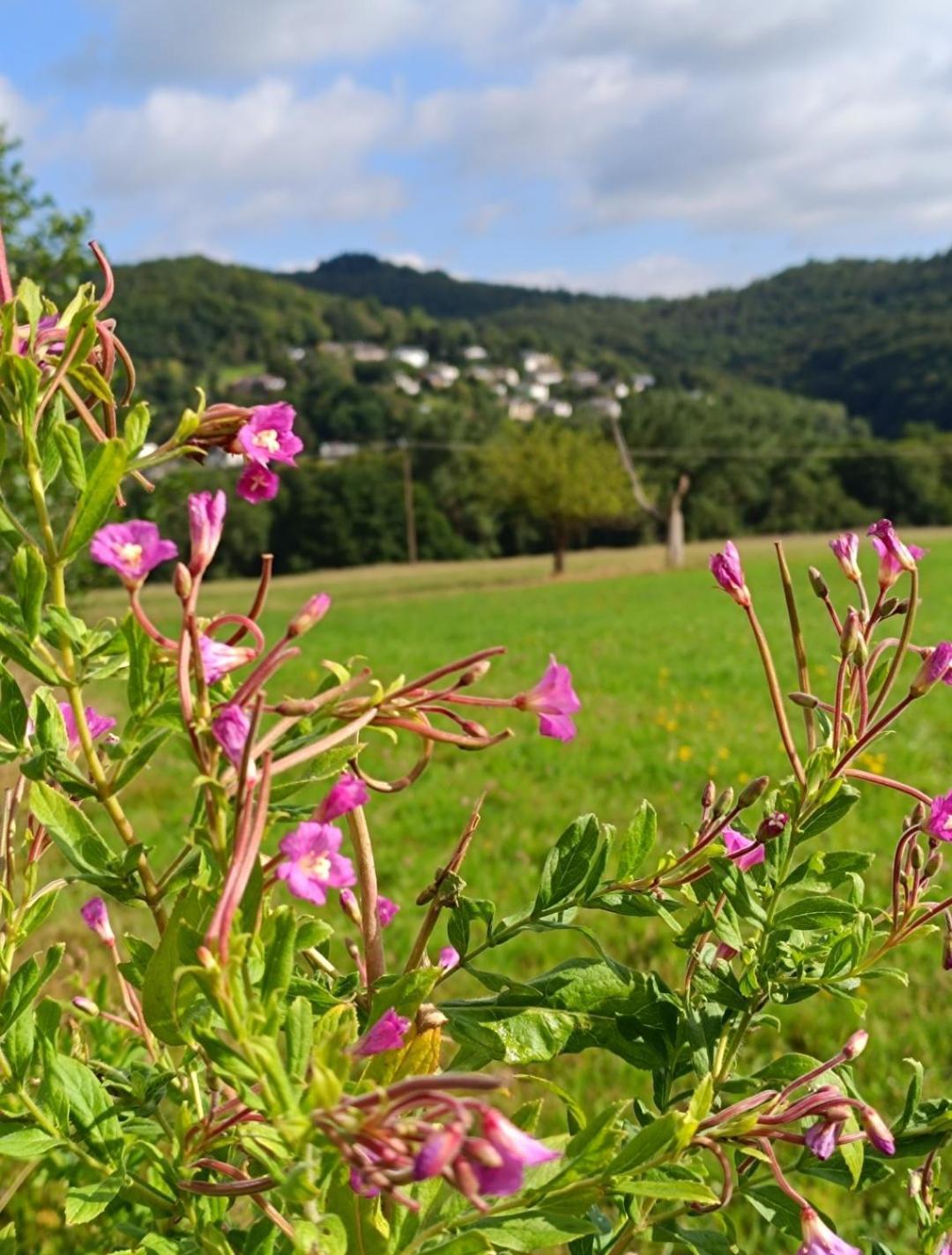 Ferienwohnung Zum Maerchenwald Bergfreiheit Esterno foto